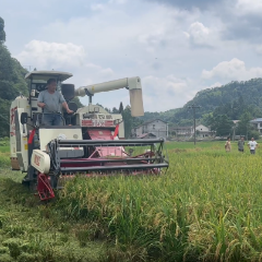 沅陵：盛夏时节早稻迎丰收