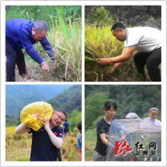杜家坪乡：金秋时节田间忙 助农收稻暖民心