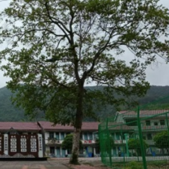 我是一棵乌桕树
