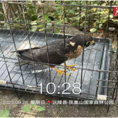 沅陵县林业局成功放归国家二级保护动物燕隼