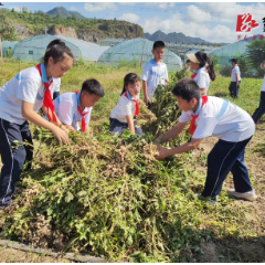沅陵县鹤鸣山小学开展“体验劳动，收获快乐”劳动实践活动