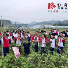 泥土拾秋实 劳动悟丰收:溪子口小学五年级开展收花生劳动实践活动