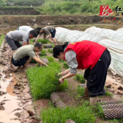 沅陵县大合坪乡开展文明实践助农插秧活动