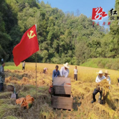 沅陵镇馒头咀村：抢收村集体稻谷 壮大集体经济
