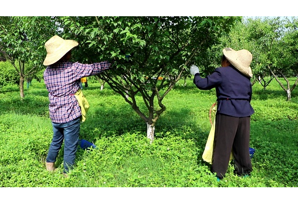 安乡梅家洲：小小青梅“串”起乡村振兴路