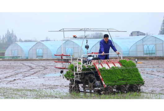安乡：早稻插秧忙 田间披“新绿”