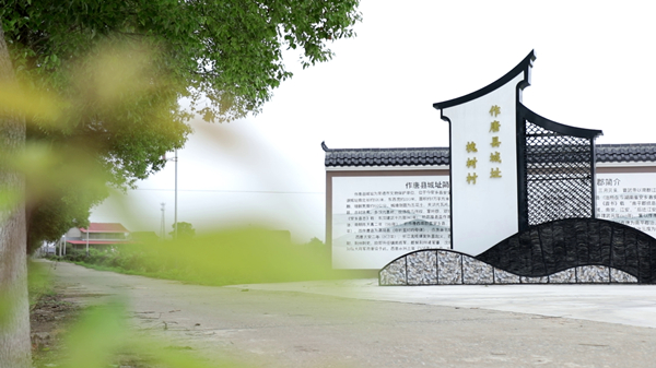 槐树3.jpg
