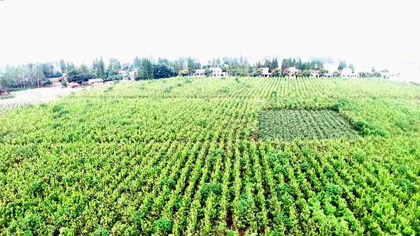 黄梨4.jpg 黄梨4.jpg