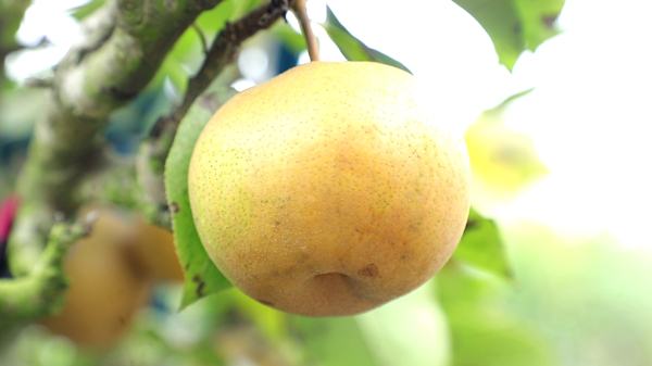 黄梨3.jpg 黄梨3.jpg