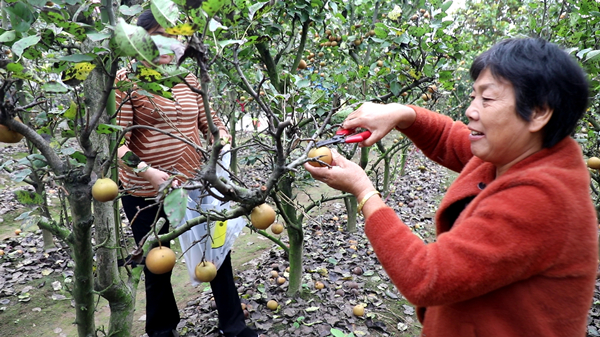 黄梨.jpg 黄梨.jpg