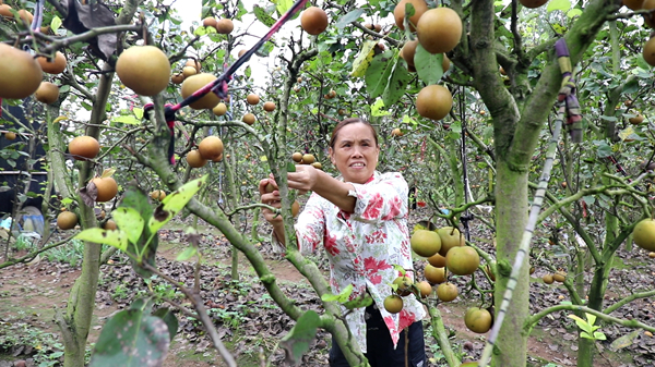 黄梨2.jpg 黄梨2.jpg