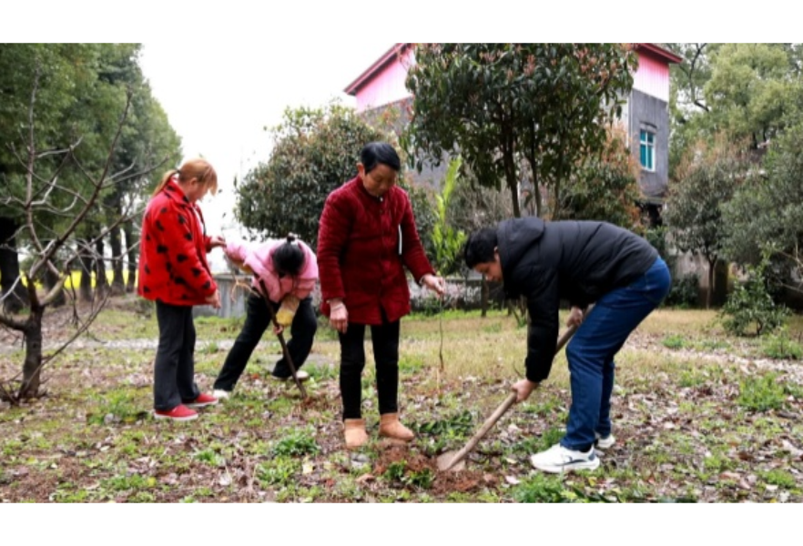 安乡香柚种植项目正式启动