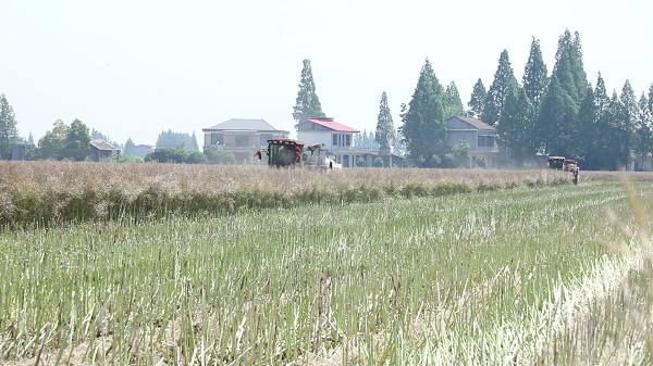 安乡县：62万亩油菜喜迎丰收[00-01-44][20250519-153504987].jpg