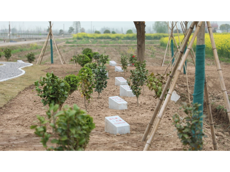 【奋斗为民 暖心民政】安乡：殡葬改革“绿变记” 小墓穴撬动大文明