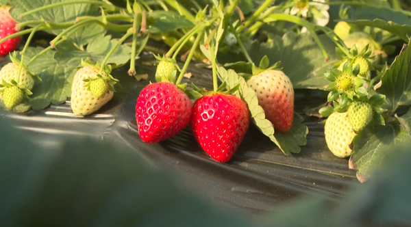 ScreenShot_2026-01-08_152638_372.png ScreenShot_2026-01-08_152638_372.png