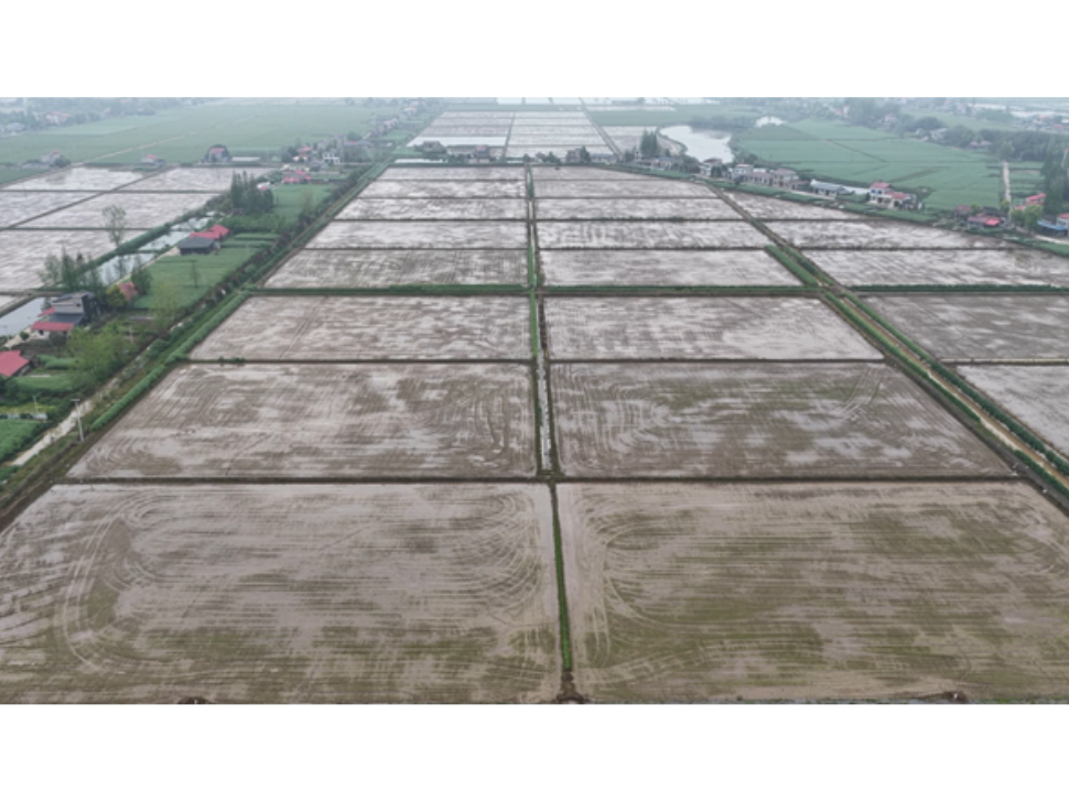 安障乡：机械化插秧提质效 春耕生产稳推进