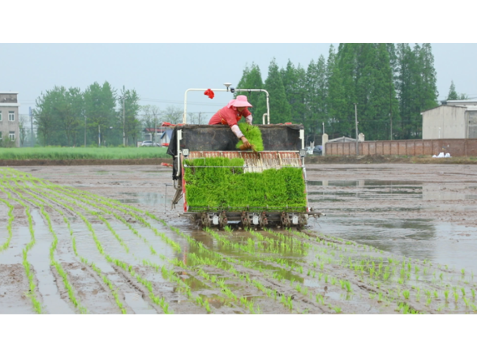 三岔河：春耕有序推进 机械插秧忙抢时