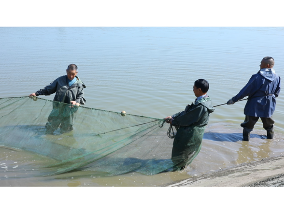 安福水产：抢抓繁育旺季 提升鱼苗产能