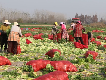 安全乡：芥菜采收忙   增收好“丰”景