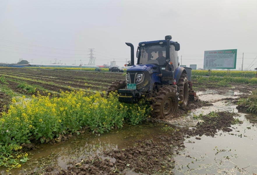 安乡“稻稻菜”模式绘就“绿色春耕”新画卷