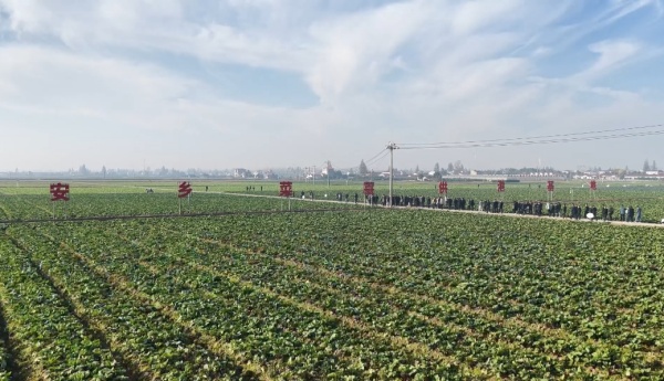 安乡菜薹：从洞庭湖畔到全国餐桌 冬日鲜味担当[00-01-58][20260306-10240474].jpg