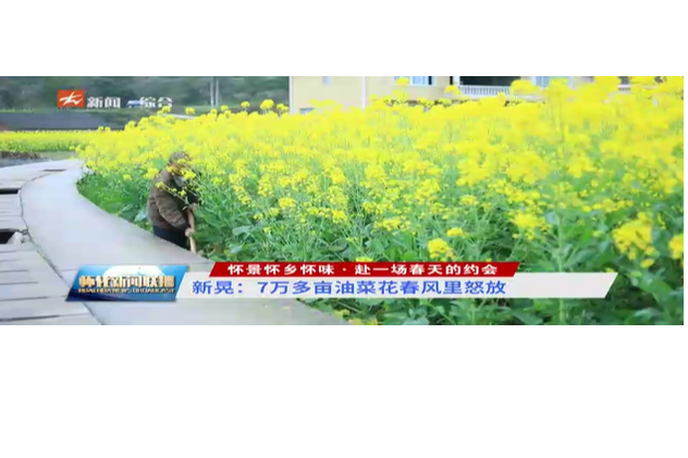 怀景怀乡怀味·赴一场春天的约会---新晃：七万多亩油菜花春风里怒放