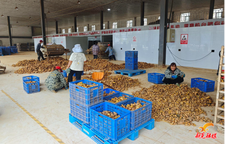 新晃博世康黄精科技：黄精产业链日趋成熟 创新驱动高质量发展