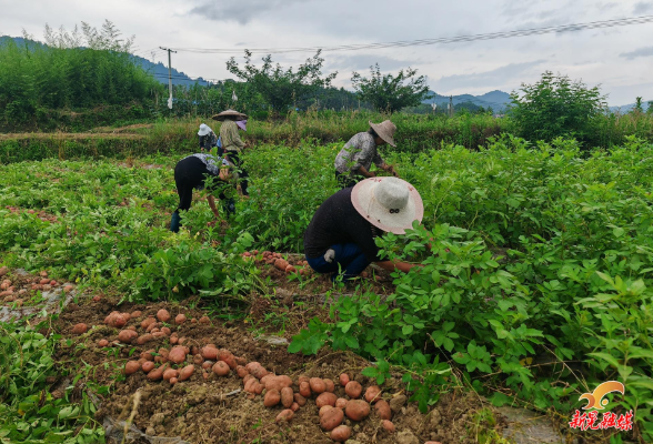 波洲镇红岩村：马铃薯喜丰收 乡村振兴添“薯”光