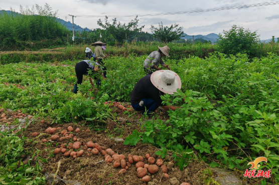波洲镇红岩村：马铃薯喜丰收 乡村振兴添“薯”光