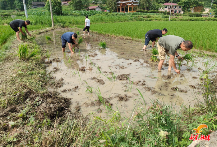 贡溪镇：芒种粮食生产忙 田间一线党旗红