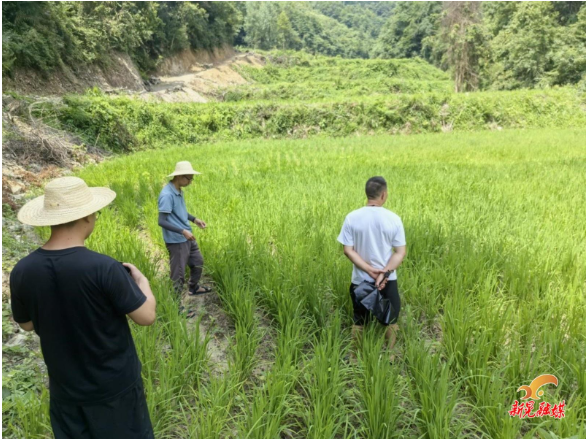 凉伞镇：创新开展领导干部认领“责任田” 扩种旱稻 保障粮食安全
