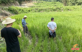 凉伞镇：创新开展领导干部认领“责任田” 扩种旱稻 保障粮食安全