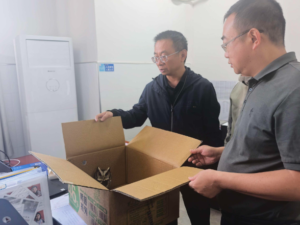 新晃林业局成功救助一只国家二级保护动物领角鸮