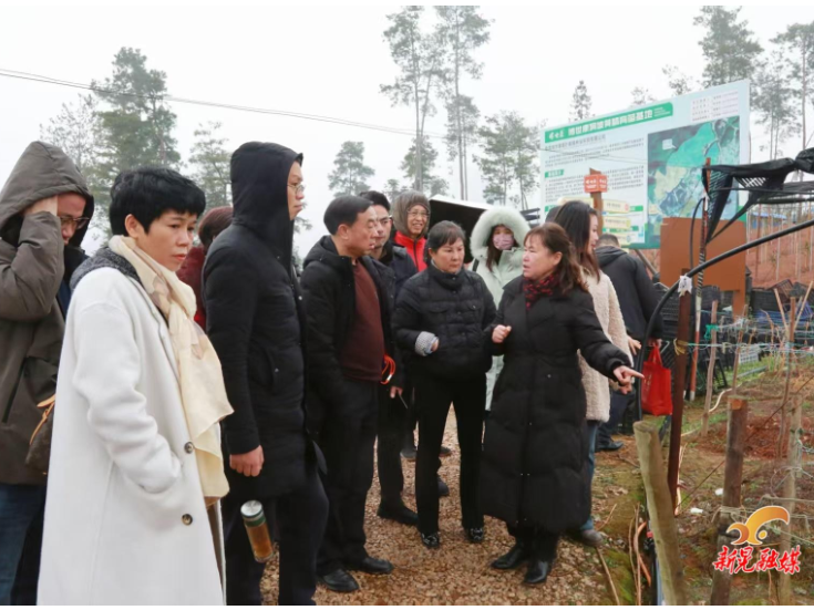 新晃名片·黄精龙脑·黄金搭档 全国首次发布会在新晃举行