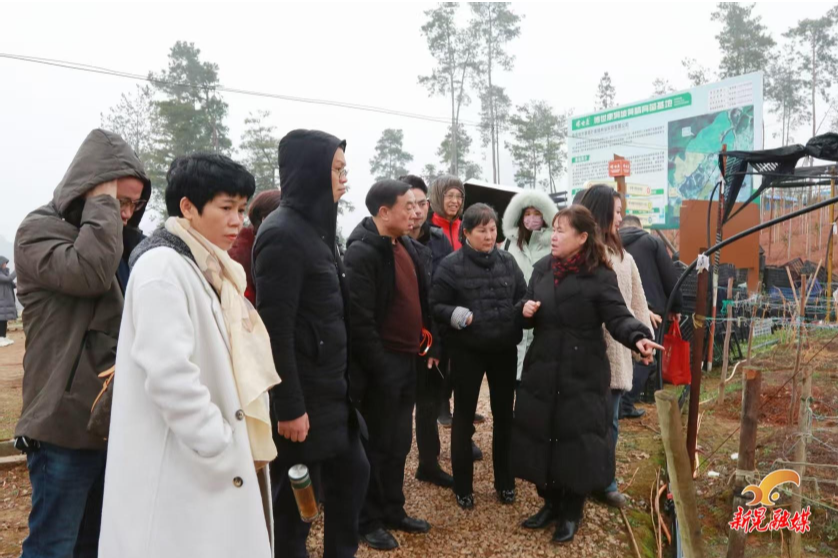 新晃名片·黄精龙脑·黄金搭档 全国首次发布会在新晃举行