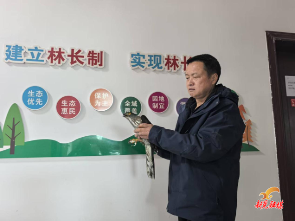 凉伞镇林业站成功救助一只国家二级保护动物凤头鹰