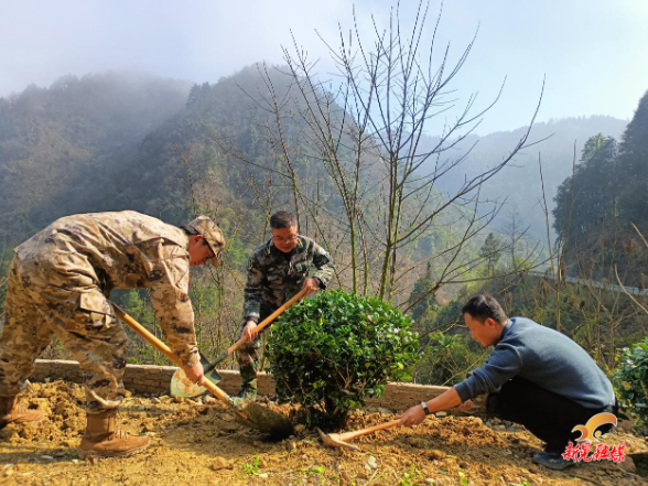 林冲镇开展义务植树活动