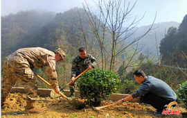 林冲镇开展义务植树活动
