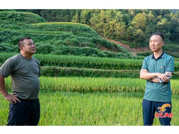 技研稻菽千重浪 勤耕沃野富乡邻 ——新晃高素质农民吴希琼
