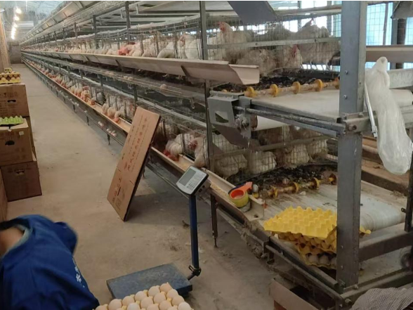 科技赋能养鸡路 示范引领共增收 ——新晃“畜禽养殖带头人能力提升”培训班典型学员杨国凡