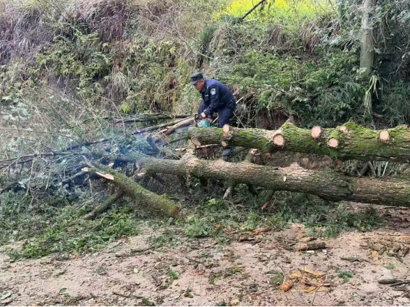 中寨镇地堡村：暴雨致大树拦路 干群合力清障保通行