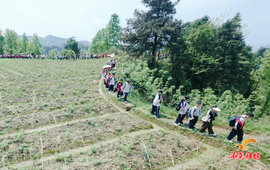 新晃芙蓉学校：探秘侗乡药谷 践行知行合一