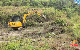 鱼市镇：抢抓农时耕沃野 提质兴农促丰收