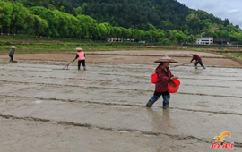 谷雨时节农事忙 侗藏红米育新秧