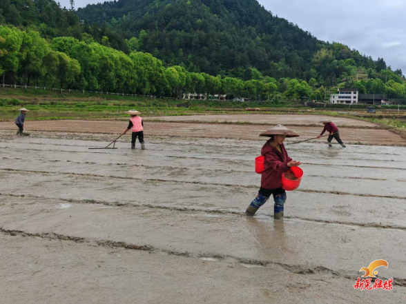 谷雨时节农事忙 侗藏红米育新秧