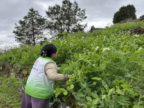 踏查不留死角 回头筑牢防线