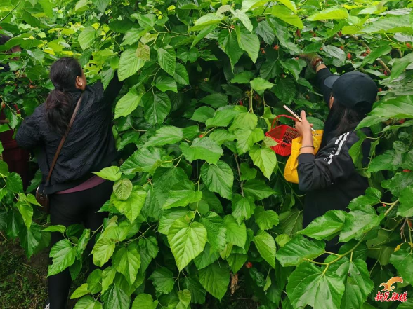 扶罗镇坪地村：桑葚挂满枝 游客采摘忙