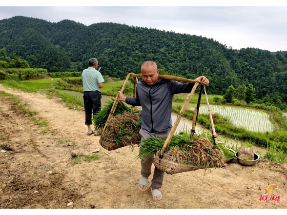 鱼市镇：山歌响起处 插秧正当时