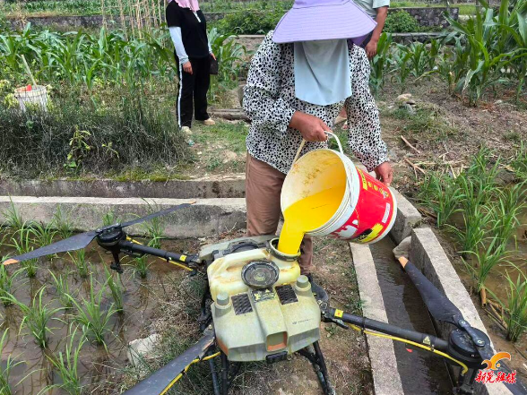 科技赋能精准防控 筑牢粮食安全防线——凉伞镇开展福寿螺统一施药防治工作
