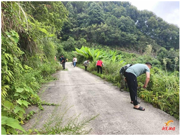 鱼市镇华南村：党群齐“护美” 守护乡村“高颜值”